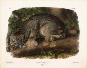 Jean Jacques Audubon, Canada, Lynx, 1845-48